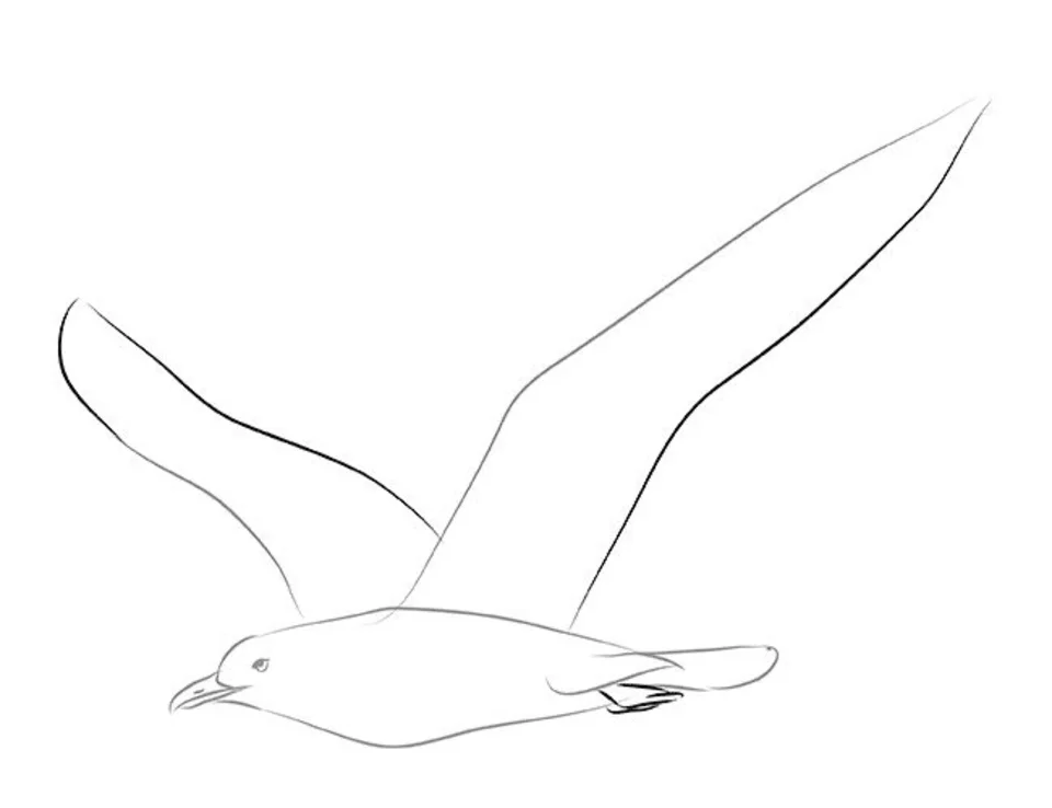 Рисунок чайки