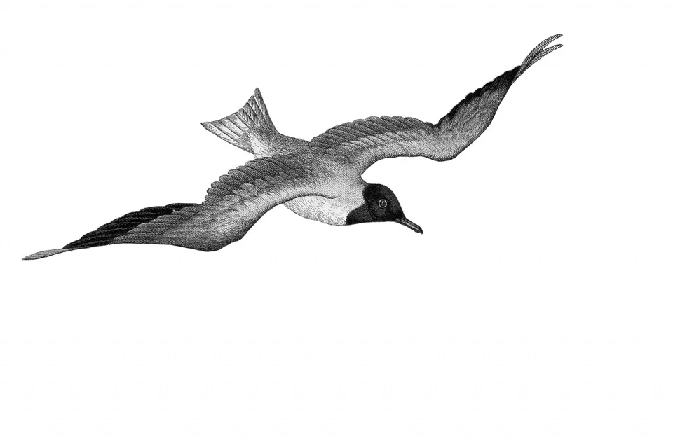 Летящая чайка рисунок