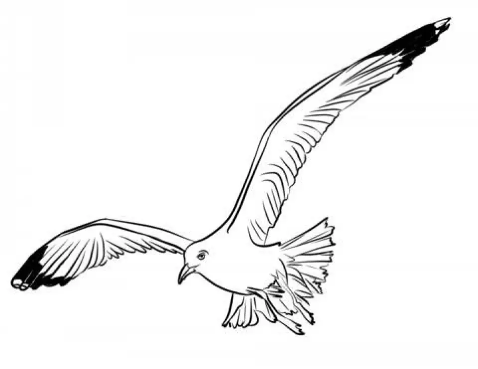 Рисунок чайка в полете