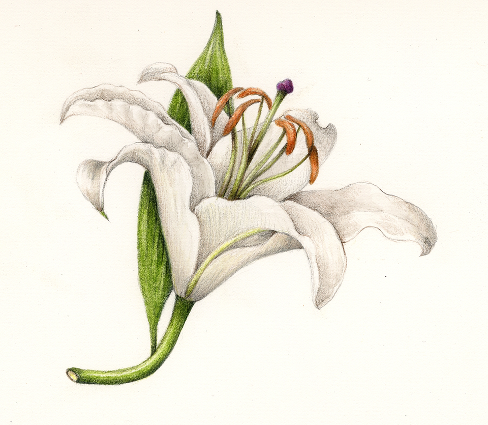 Ботанический скетч лилия