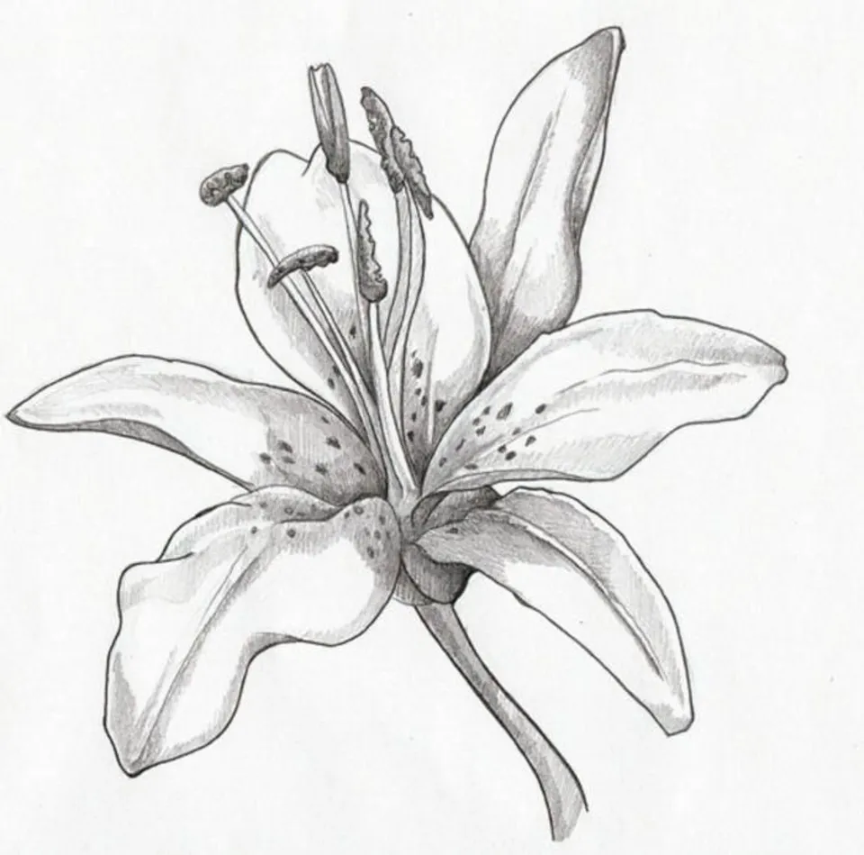 Лилия рисунок карандашом