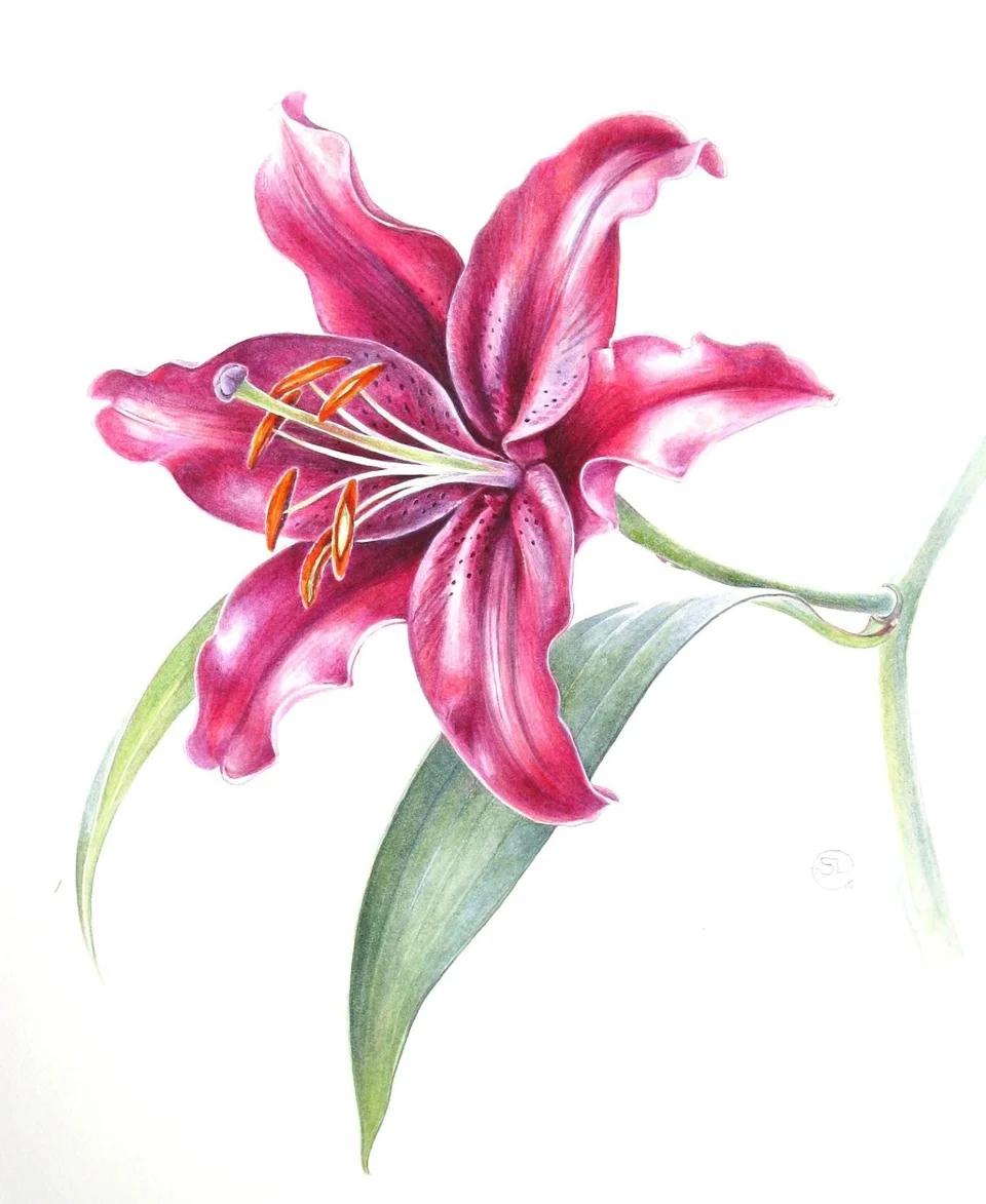 Рисунок лилии