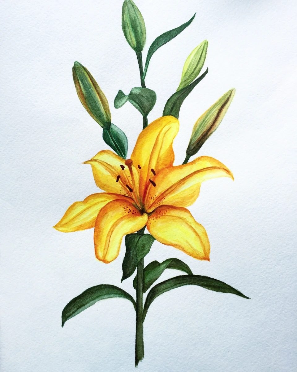 Лилия цветок рисунок карандашом