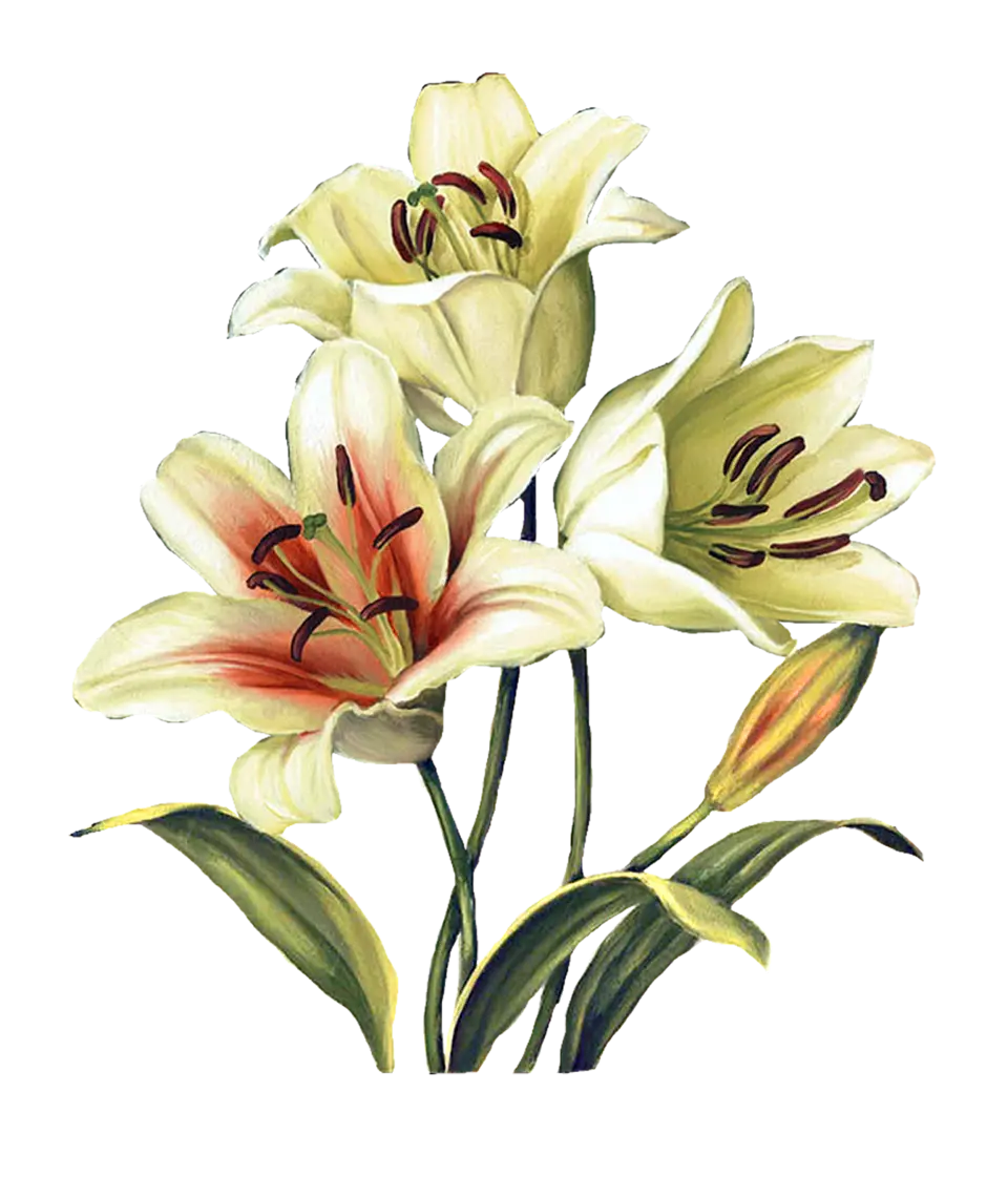 Лилия цветок рисунок