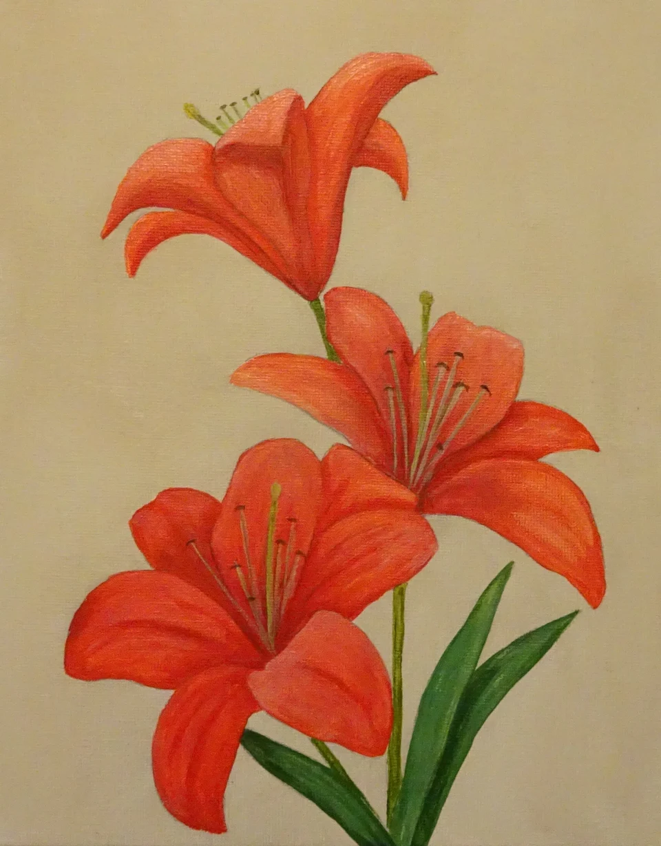 Рисунок лилия