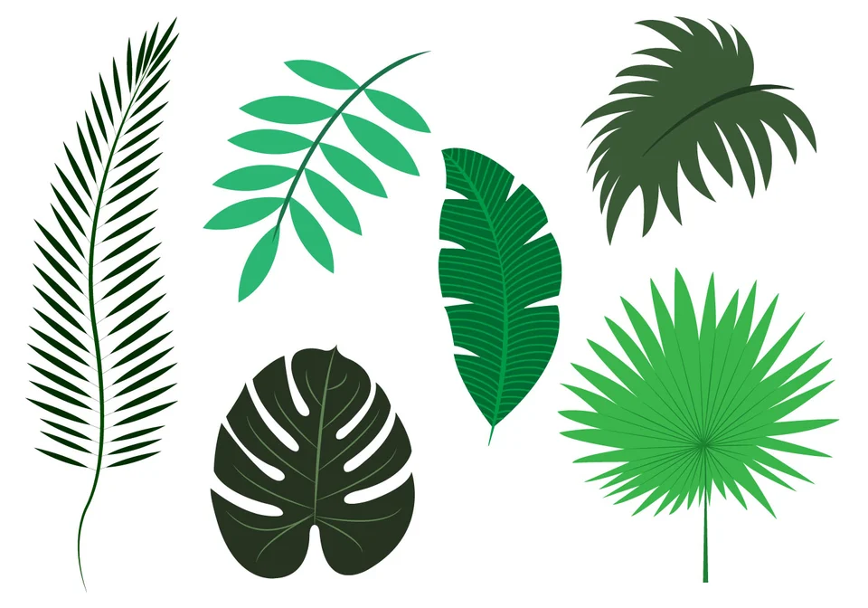 Листья пальмы вектор
