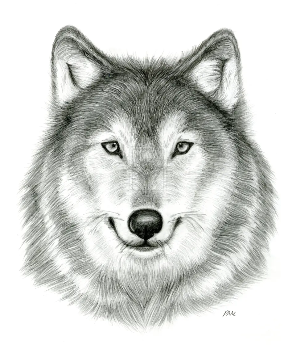 Волк рисунок для срисовки