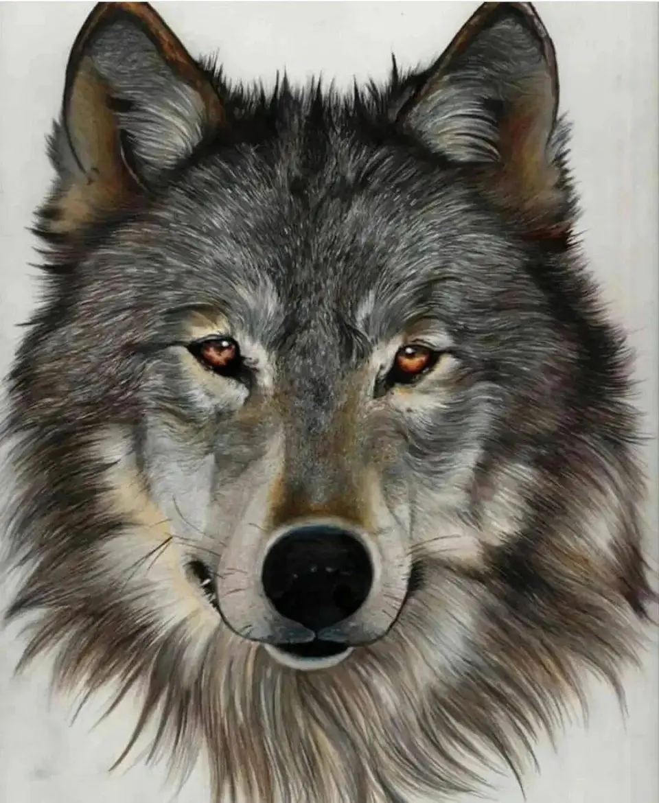Волчья морда рисунок