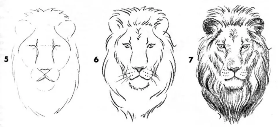 Поэтапное рисование головы льва