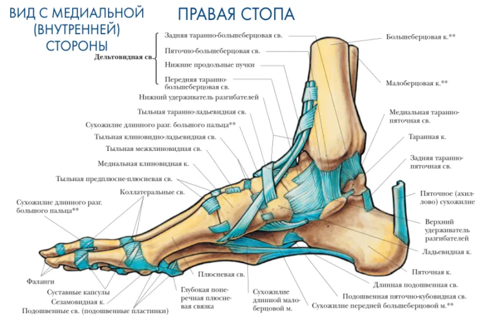 Стопа устроена и функционирует как упругий подвижный