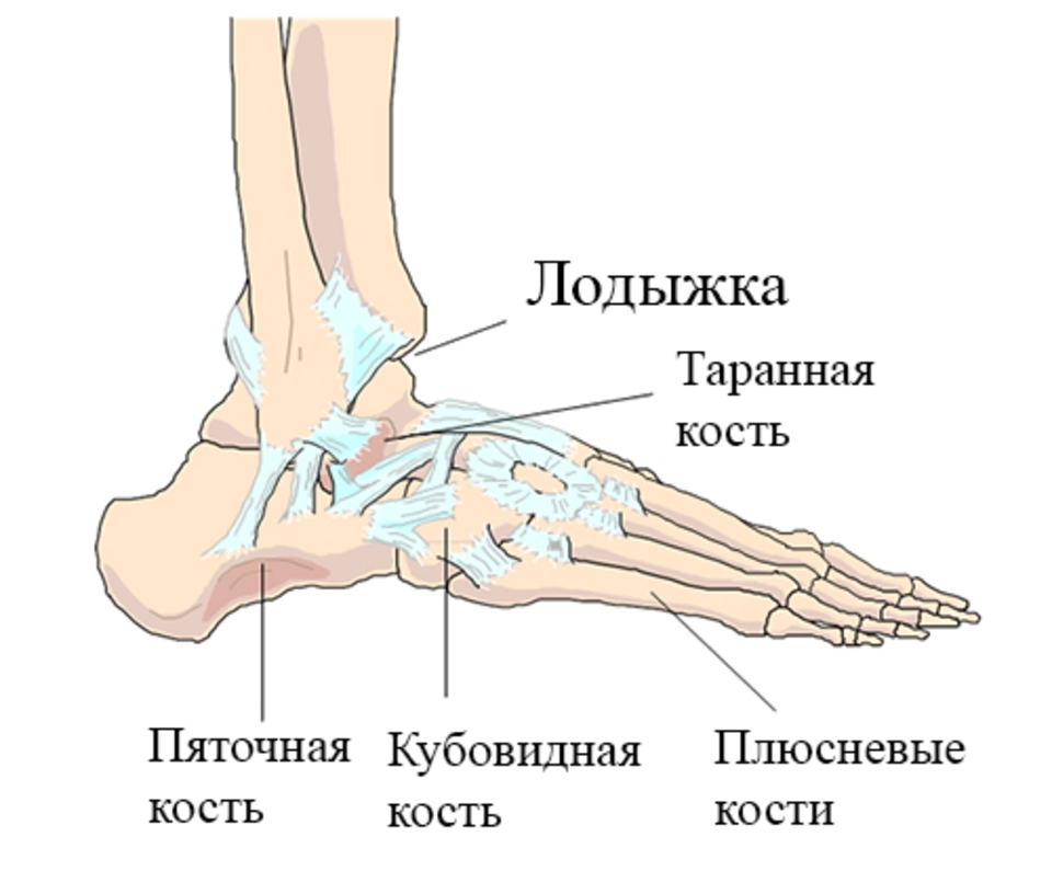 Строение ноги голень лодыжка. Строение человека скелет лодыжка. Медиальная лодыжка расположена на кости.