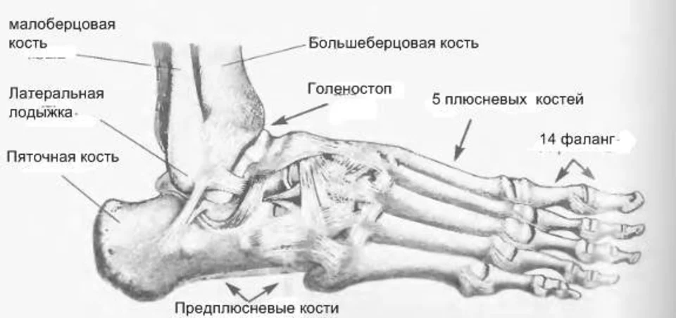 Кость латеральная лодыжка