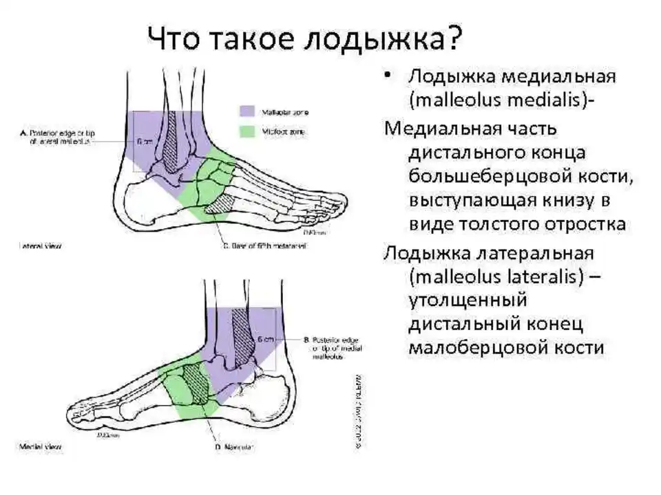 Классификация голеностопного сустава. Где расположена лодыжка у человека. Голеностопный сустав анатомия строение. Лодыжка это где у человека на ноге. Строение ноги голень голеностоп.