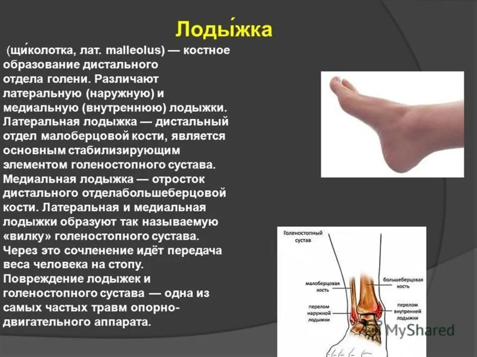 Лодыжка латеральная медиальная. Медиальная лодыжка малоберцовой кости. Голеностоп лодыжка щиколотка. Медиальная и латеральная лодыжки.