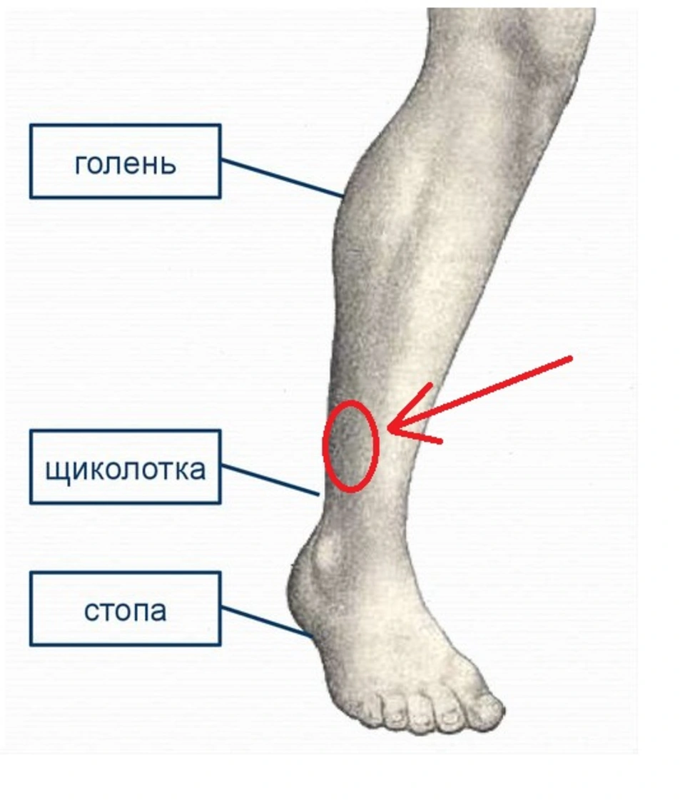 Лодыжка голени. Строение ноги голень голеностоп. Лодыжка и голень где находится у человека фото. Как называются части голени и стопы. Голень щиколотка.