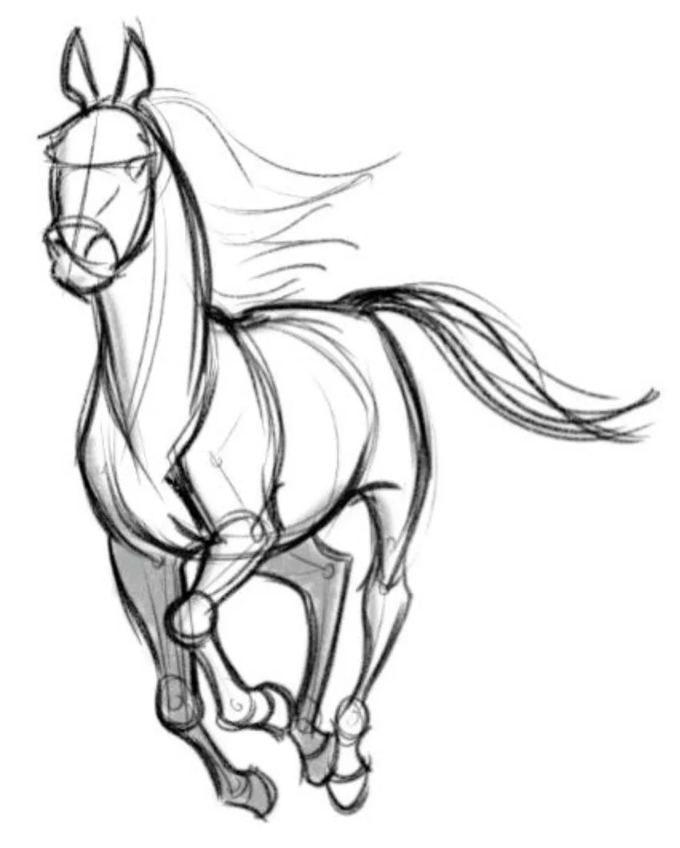 Лошадь для срисовки легкие
