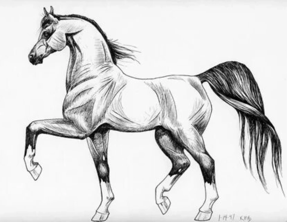 Лошадь для срисовки карандашом