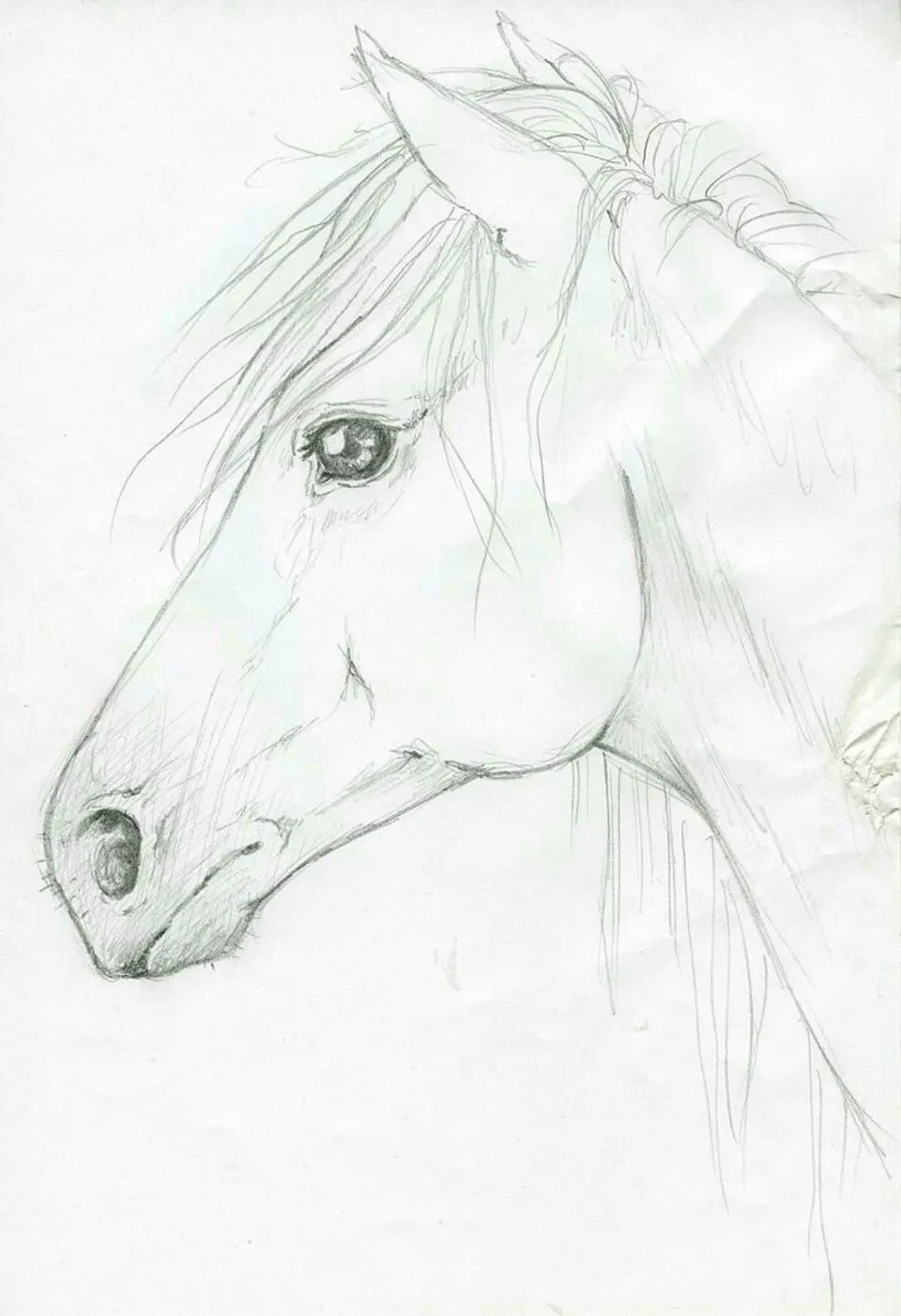Рисунки лошадей карандашом легко