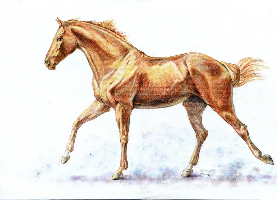 Скачущая лошадь рисунок