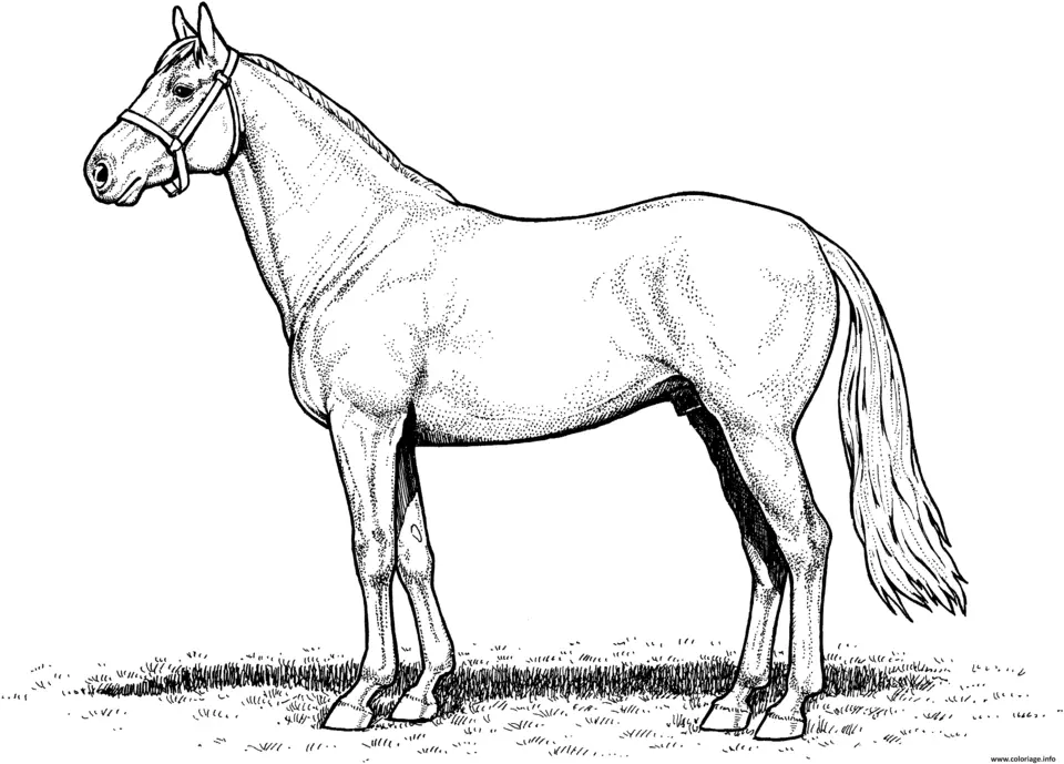 Лошадь раскраска