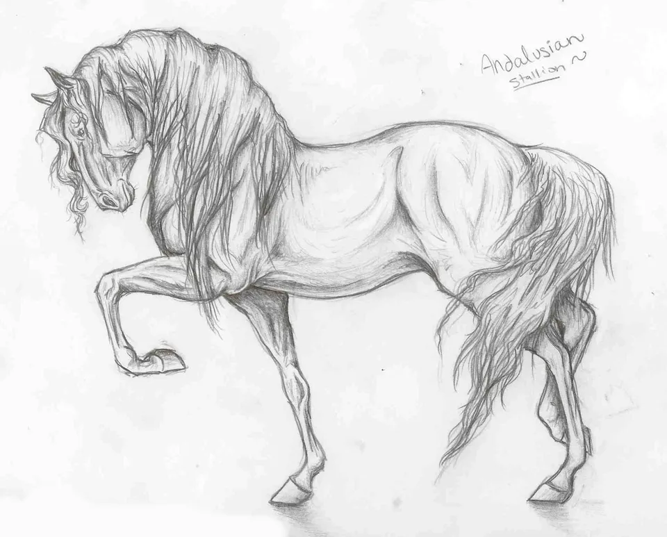 Лошадь для срисовки карандашом