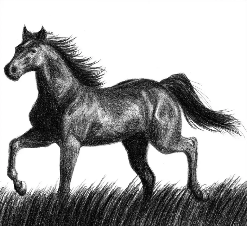 Лошадь для срисовки