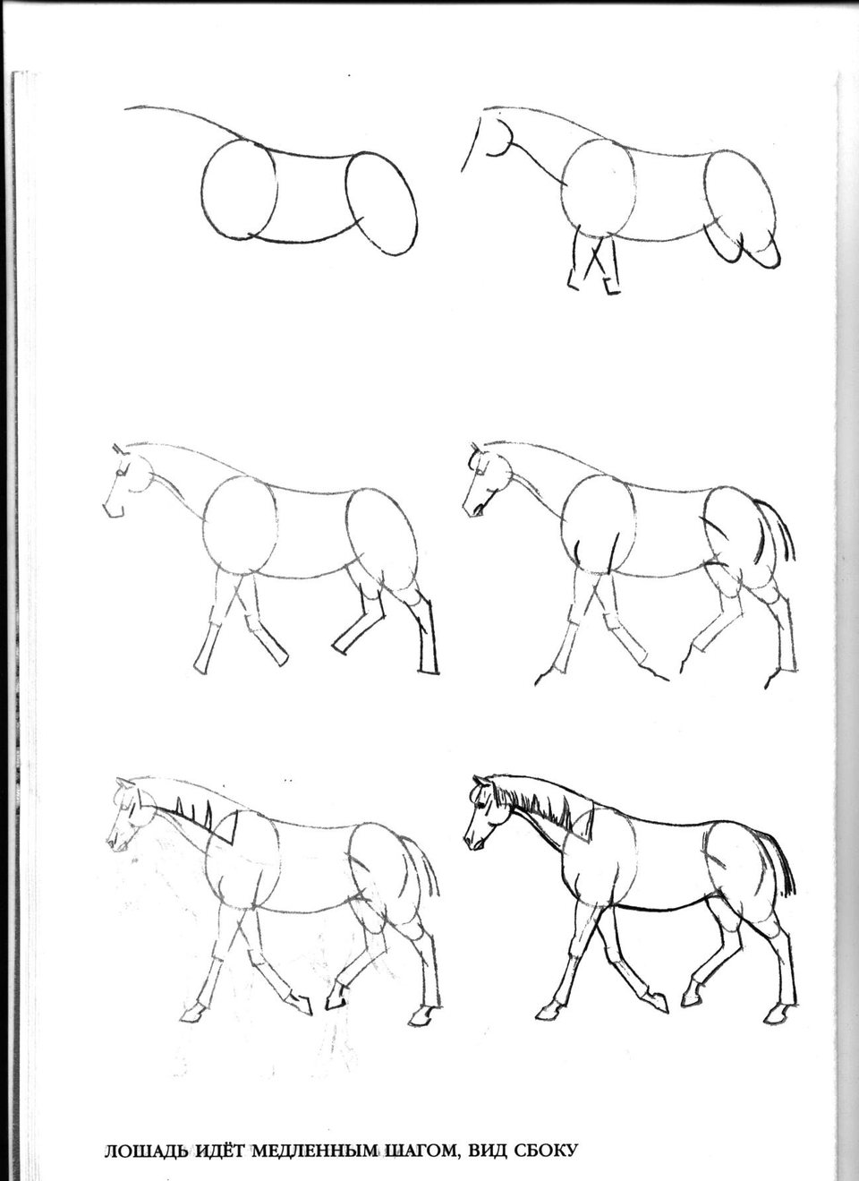 Рисунок карандашом поэтапно для срисовки легкие. Лошадь рисунок. Лошадь рисунок карандашом. Пошаговое рисование лошади. Простые рисунки для начинающих.