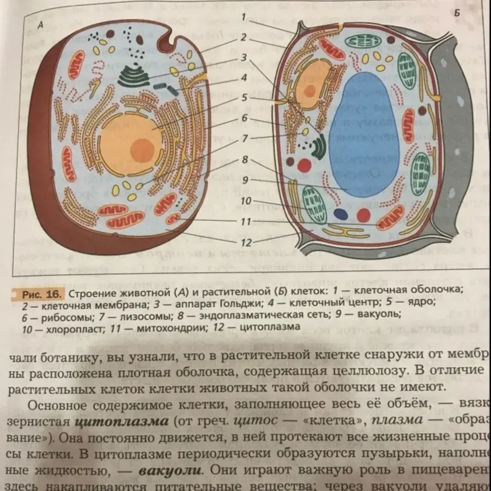 Фото клетки биология 6 класс. Схема строения животной и растительной клетки. Строение живой и растительной клетки. Строение животной клетки рис 16. Строение растительной и животной клетки без подписей.