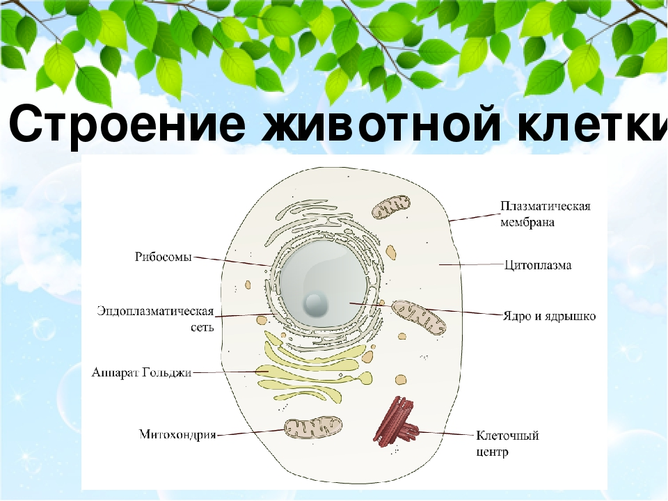 Схема строения живой клетки. Клетка биология строение схема животная. Строение животной клетки рисунок. Схема строения живой клетки по данным электронного микроскопа.