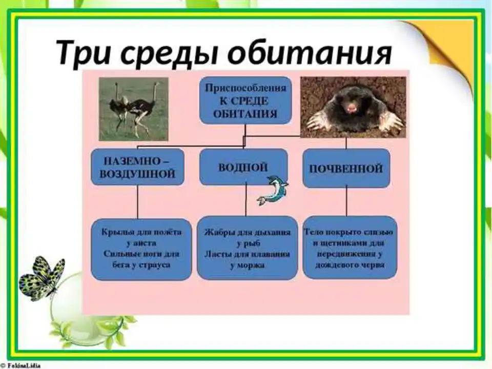 Наука о внешнем строении организмов называется. Среды обитания организмов. Средопитания организмов. Организм среда обитания обитатели. Животные разных сред обитания.