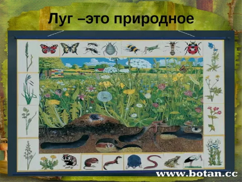 Природное сообщество огород сообщение. Природные сообщества. Природное сообщество луг. Природное сообщество рисунок. Ghbhjlystcjj,otcndf.