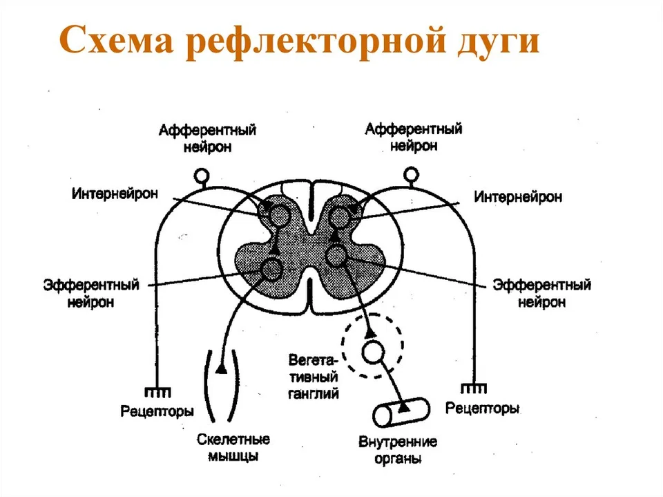 Рефлекторная дуга схема 8 класс. Схема рефлекторной дуги с обозначениями. Нарисовать схему рефлекторной дуги. Строение соматического рефлекса. Зарисовать схему рефлекторной дуги.