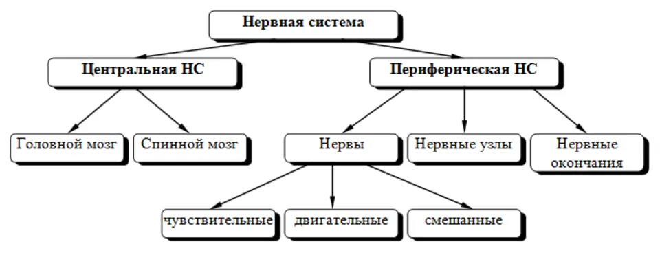 Периферическая нервная система слова. Классификация нервной системы схема. Анатомическая и функциональная классификация нервной системы. Нервная система Центральная и периферическая схема. Схема подразделения нервной системы на центральную и периферическую.