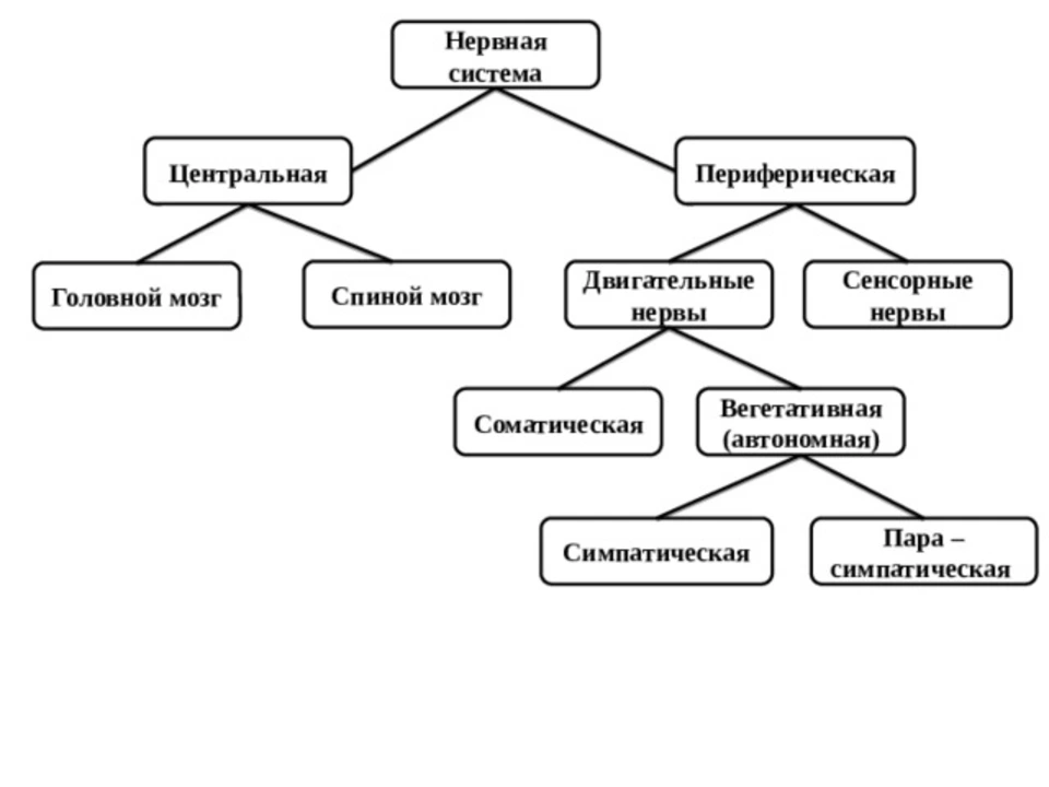 Двигательные нервы. Схема периферической нервной системы.