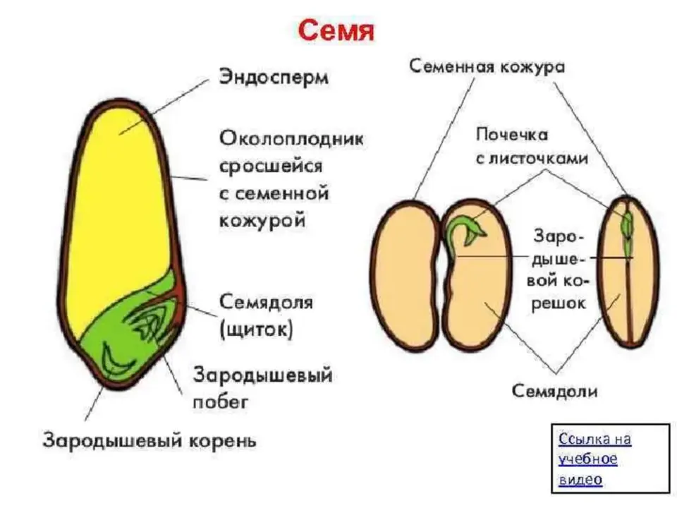 Заполни схему семя. Строение семени покрытосеменных растений. Схема однодольного семени растения. Строение зерновки пшеницы строение семян однодольных растений. Схема строения семян однодольных и двудольных растений.