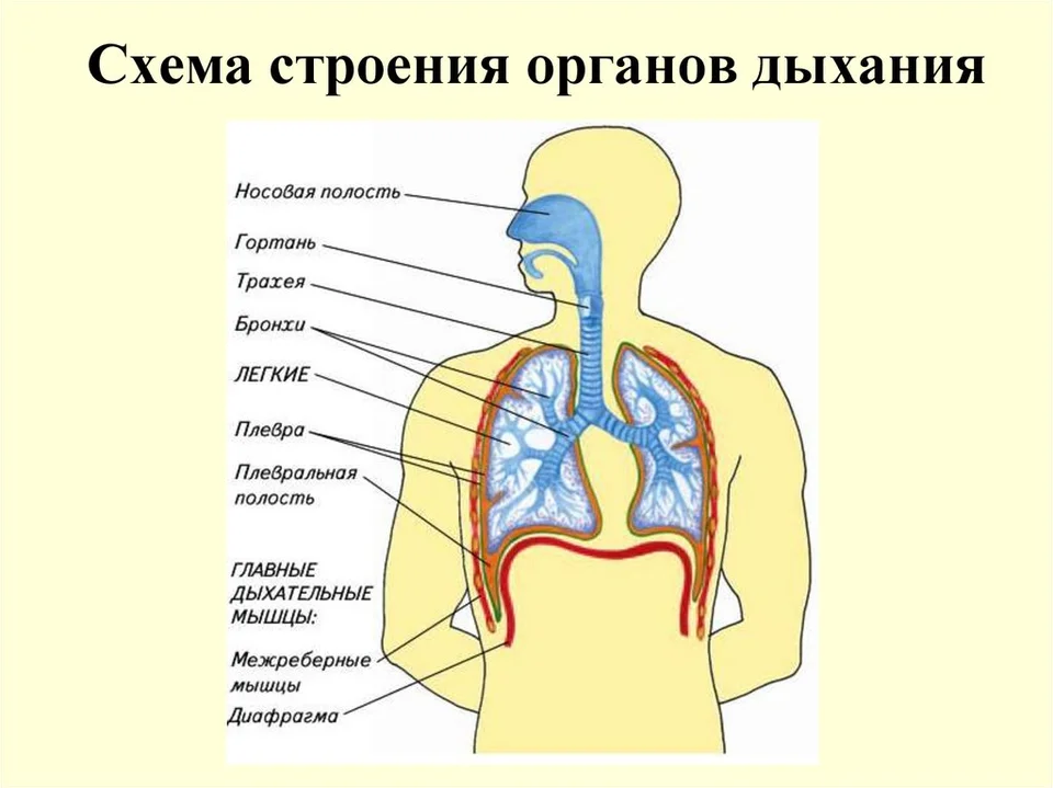 Стенки дыхательных путей не спадаются поэтому воздух в них свободно движется