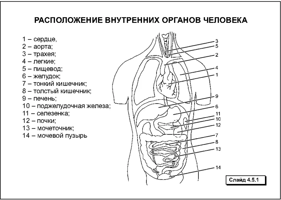 Сколько у людей органов