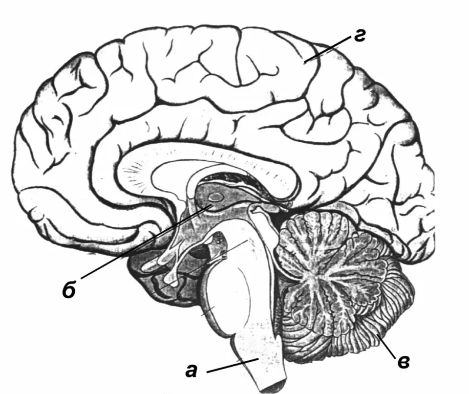Отделы головного мозга человека ЕГЭ. Строение головного мозга ЕГЭ. Отделы головного мозга схема ЕГЭ. Отделы головного мозга ЕГЭ биология.