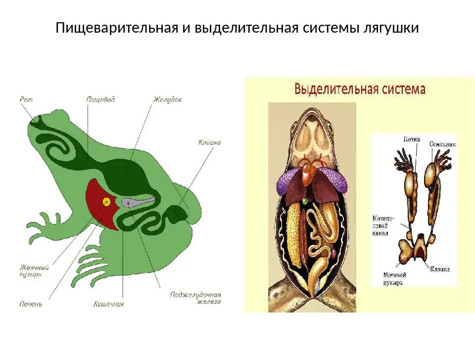 Половая система класс земноводные. Выделительная система лягушки органы. Выделительная система земноводных схема. Выделительная система лягушки схема. Схема пищеварительной системы лягушки.