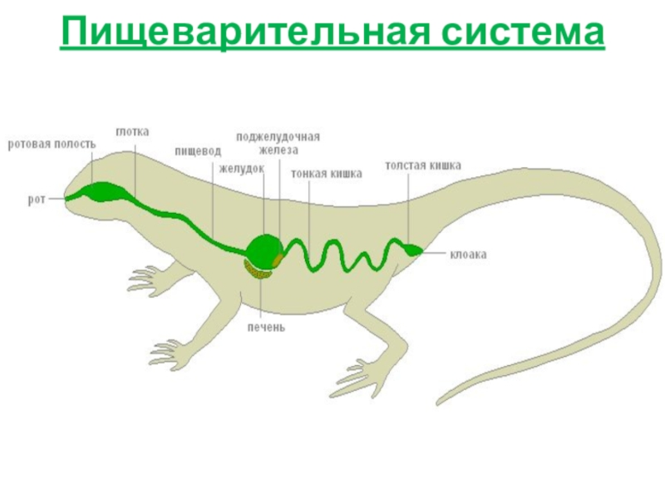 Пищеварительный тракт ящерицы начиная со рта. Схема строения органов пищеварения у рептилий. Пищеварительная система прыткой ящерицы. Строение ящерицы пищеварительная система внутреннее. Пищеварительная система ящерицы 7 класс биология.