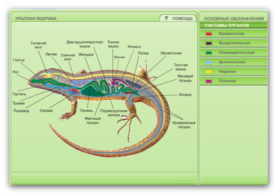 Кишечник рептилий. Внутреннее строение ящерицы 7 класс биология. Строение ящерицы 7 класс биология. Пресмыкающиеся биология строение. Внутреннее строение пресмыкающихся схема.