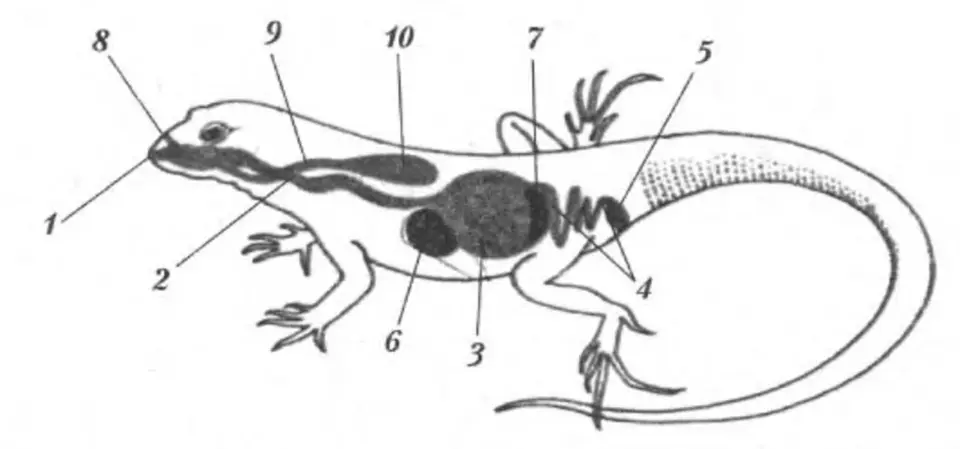 Дыхательная система пресмыкающихся схема. Пищеварительная система прыткой ящерицы. Пищеварительная система пресмыкающихся рептилий. Выделительная система прыткой ящерицы. Пищеварительная система ящерицы схема.