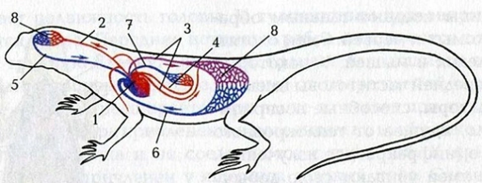 Кровеносная ящерицы