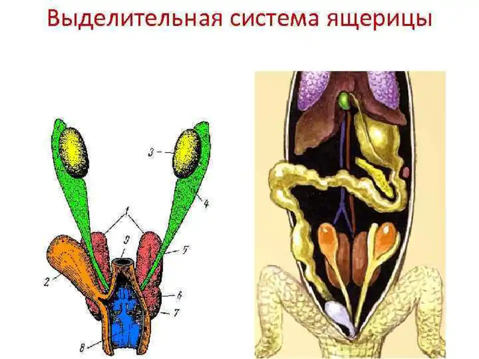 Органы ящерицы