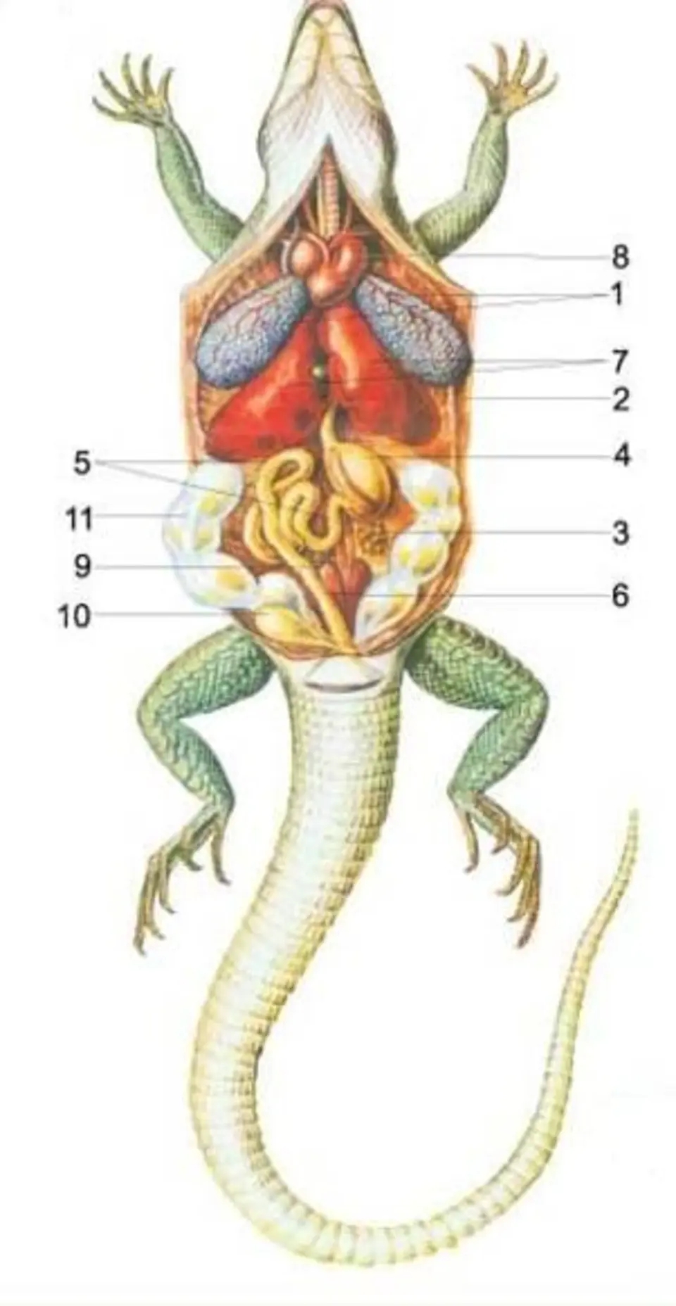 Ящерицы 8 класс биология. Пищеварительная система прыткой ящерицы. Пищеварительная система ящерицы схема. Строение пресмыкающихся. Пресмыкающиеся внутреннее строение.