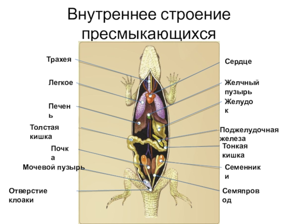 Органы ящерицы