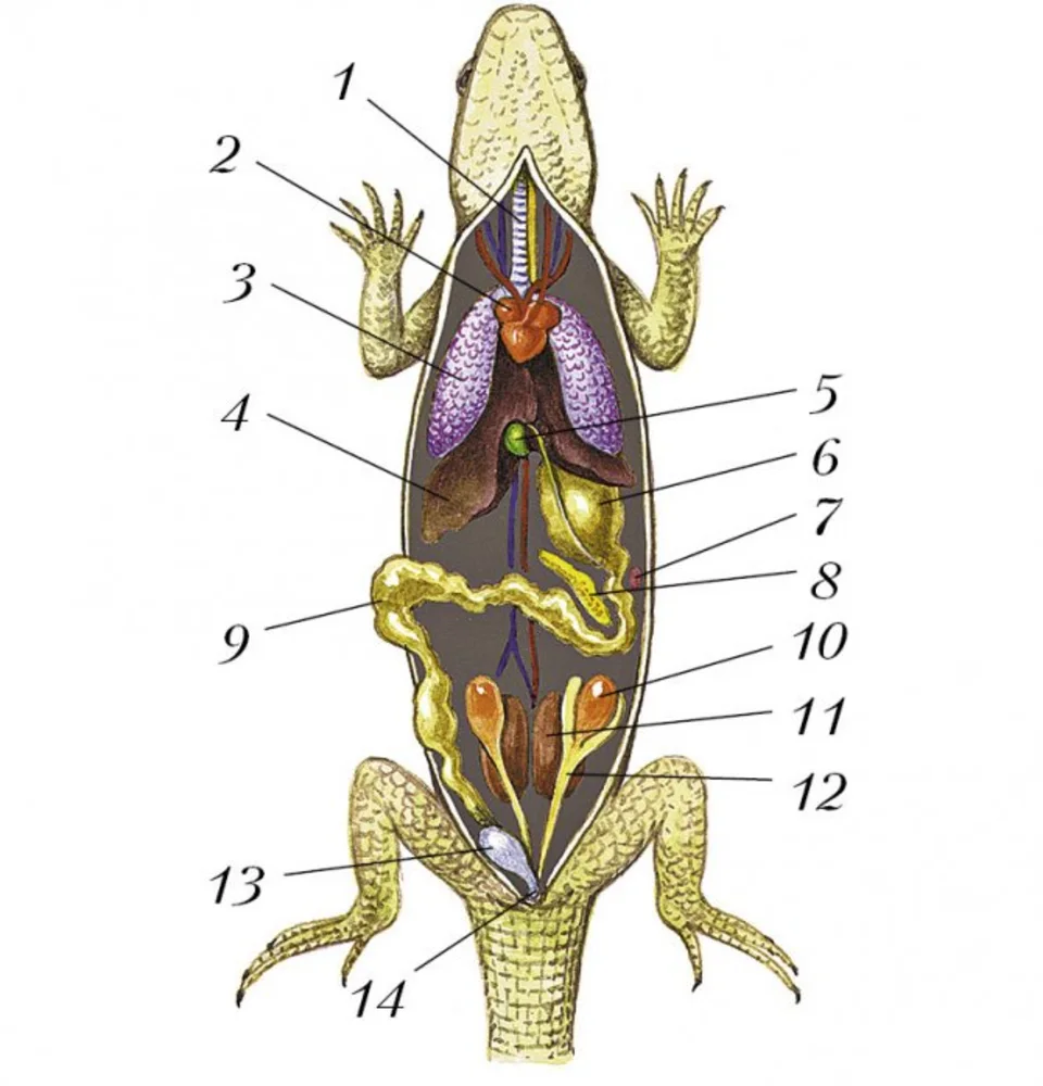 Дыхательная система пресмыкающихся схема. Внутреннее строение пресмыкающихся дыхательная система. Пищеварительная система пресмыкающихся. Внутреннее строение пресмыкающихся 7. Внутреннее строение ящерицы 7 класс биология.