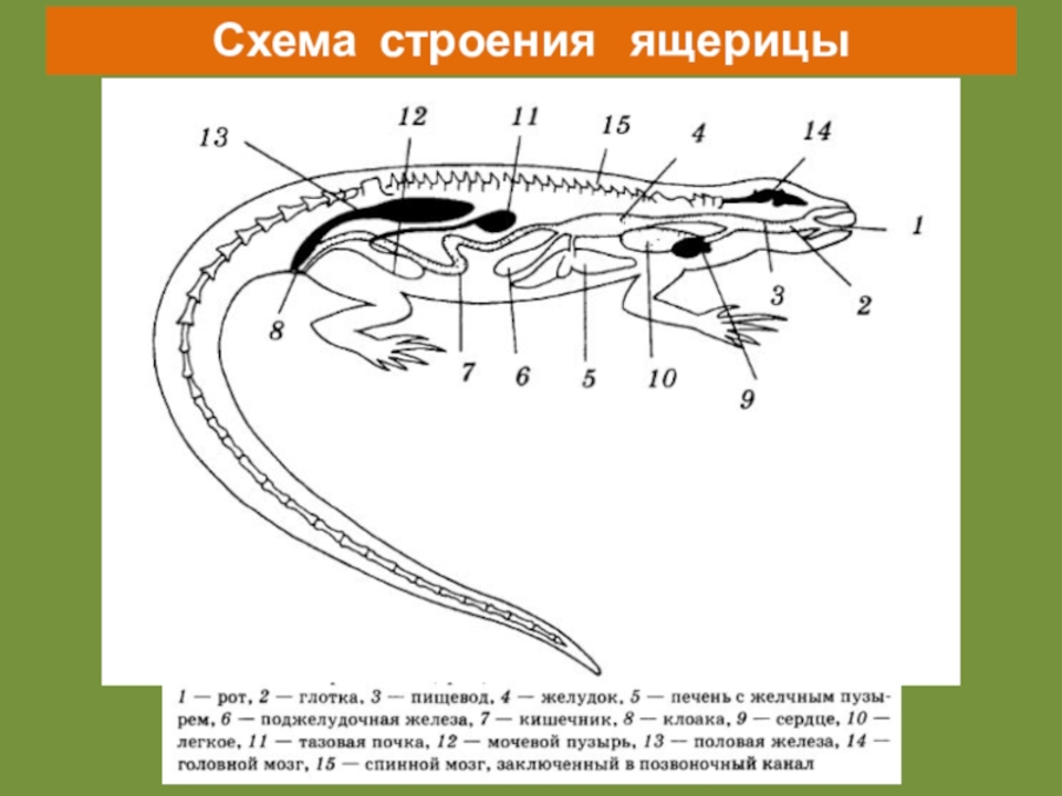 Органы ящерицы