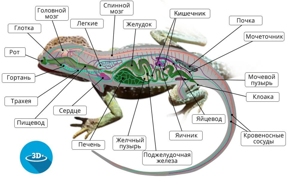 Внутренние органы ящерицы. Внутреннее строение пресмыкающегося биология 7 класс. Органы пищеварения система у ящериц. Строение пищеварительной системы рептилий. Пищеварительная система прыткой ящерицы.