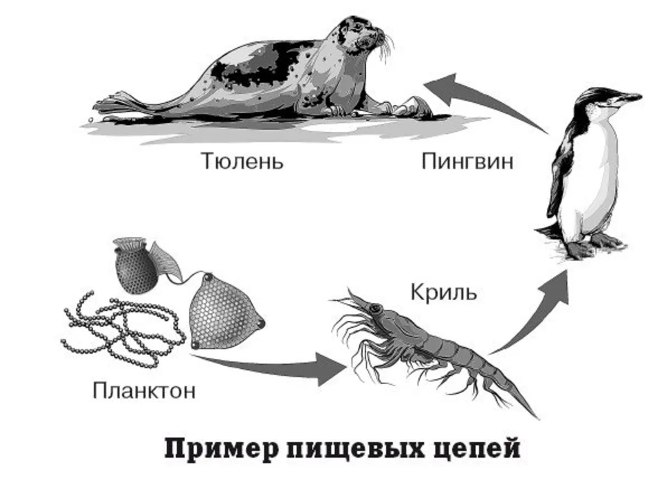 Составление схем цепей питания 5 класс. Схема пищевой цепи 5 класс биология. Пищевая цепь морских обитателей схема. Морская цепь питания 5 класс. Схема цепей питания в живой природе.